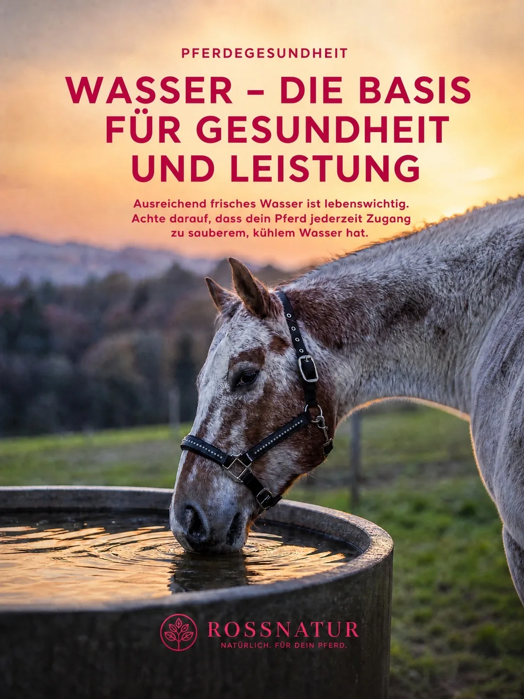 Beispiel-Posting für Rossnatur – Wasser als Basis für Pferdegesundheit